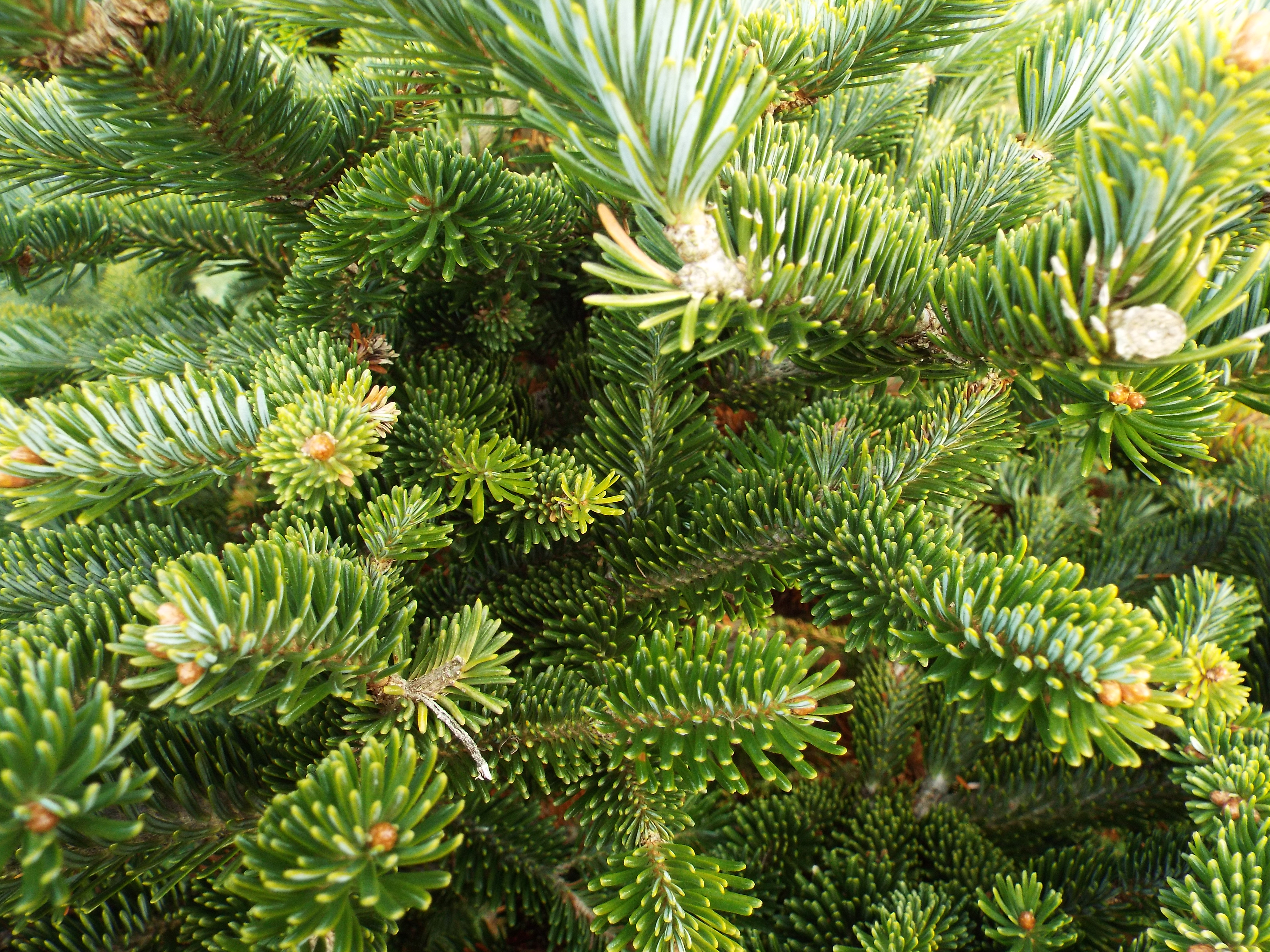 Freshly collected evergreen boughs